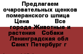 Предлагаем очаровательных щенков померанского шпица › Цена ­ 15 000 - Все города Животные и растения » Собаки   . Ленинградская обл.,Санкт-Петербург г.